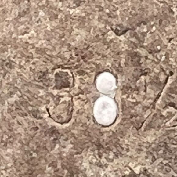 Tamara Mellon Women’s Leopard Print Brown Ankle Strap Sandal Size 38 US 8 - Picture 11 of 11